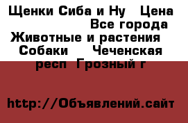 Щенки Сиба и Ну › Цена ­ 35000-85000 - Все города Животные и растения » Собаки   . Чеченская респ.,Грозный г.